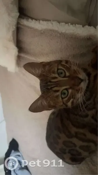 Chatte Bengale disparue à Beaussais-sur-Mer - photo