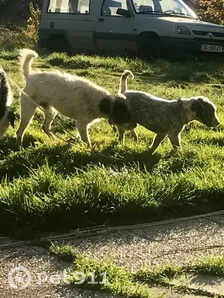 Chiens perdus à Marcieu depuis le 25/12 - photo