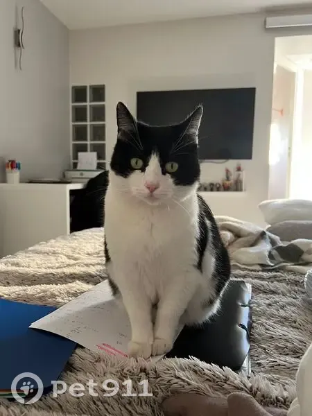 Chatte blanche/noire trouvée à Marseille - photo