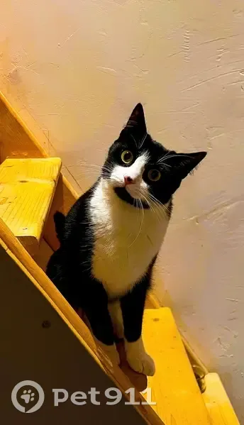 Chat perdu, pucé, tache noire sur nez - photo