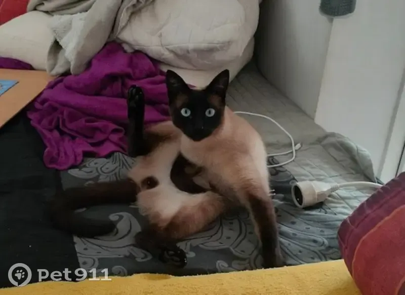 Chat perdu à Aubagne : Mew, 4 ans, tatoué - photo