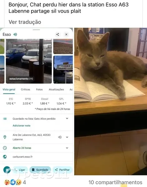 Chat gris 2 ans perdu à Labenne (A63) - photo