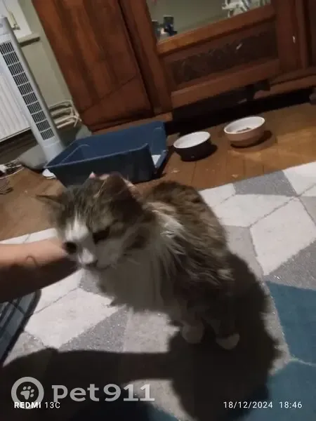 Chat mâle senior trouvé à Laxou - photo