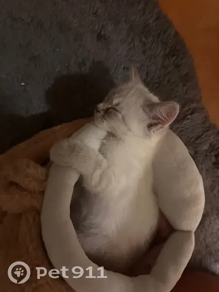 Chaton blanc/gris perdu, yeux bleus, Mons - photo