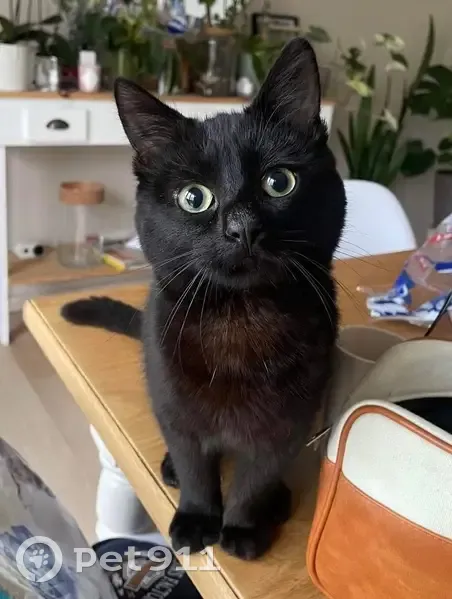 Chat noir perdu à Oye-Plage - photo