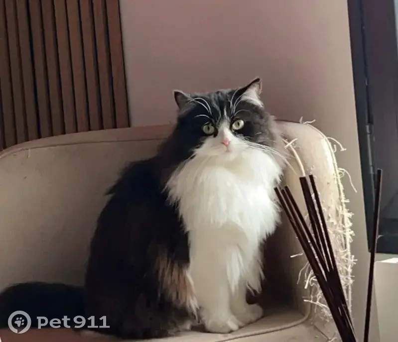 Chatte perdue, marron et blanc, Houilles - photo
