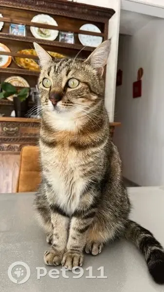 Chat tigré gris/marron disparu à Guimaëc - photo