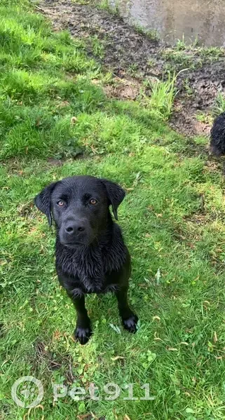 Labrador noir perdu à Flavacourt - photo