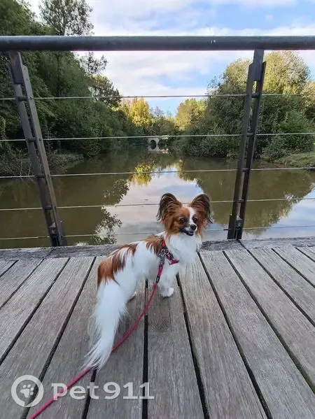 Petite chienne perdue à Saint-James - photo