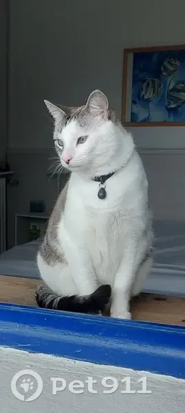 Chat blanc/tigré perdu à Trébeurden - photo