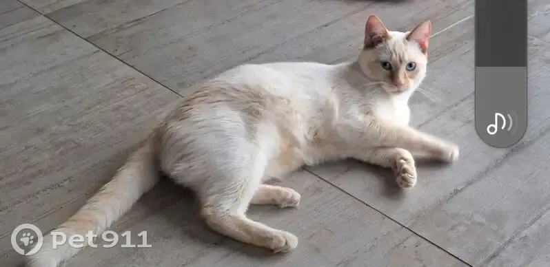 Chat blanc et roux perdu à Erdeven - photo