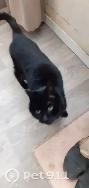 Jeune chatte noire trouvée, très affectueuse - photo