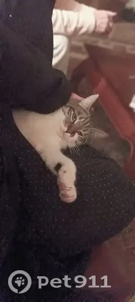 Chat Alfred perdu, pucé et tatoué - photo