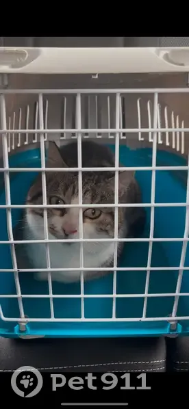 Chat trouvé à Moutiers-en-Puisaye - photo