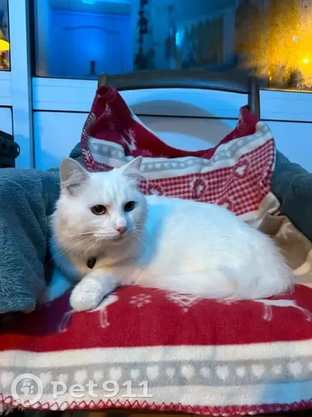 Chat blanc trouvé avec collier noir - photo