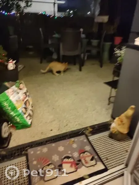 Chat roux sociable trouvé à Poissy - photo