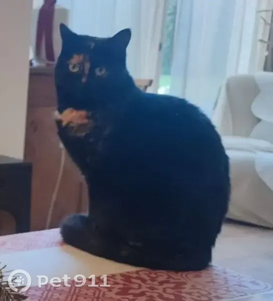Chatte écailles de tortue perdue à Pau - photo