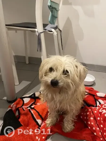 Chienne croisée trouvée à Liévin - photo