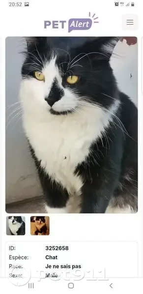 Chat mâle sociable trouvé à Lyon - photo