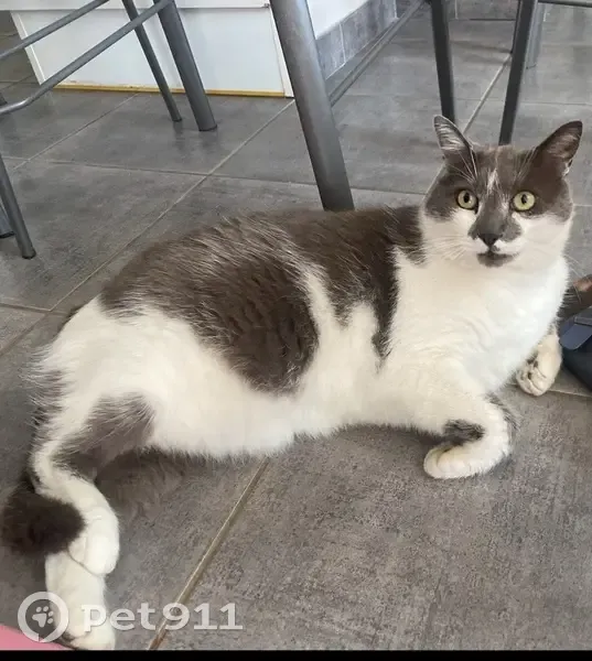 Chat européen gris/blanc perdu à Roussillon - photo