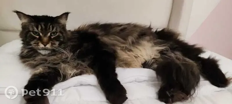 Chat Maine Coon 9 ans perdu à Meyzieu - photo