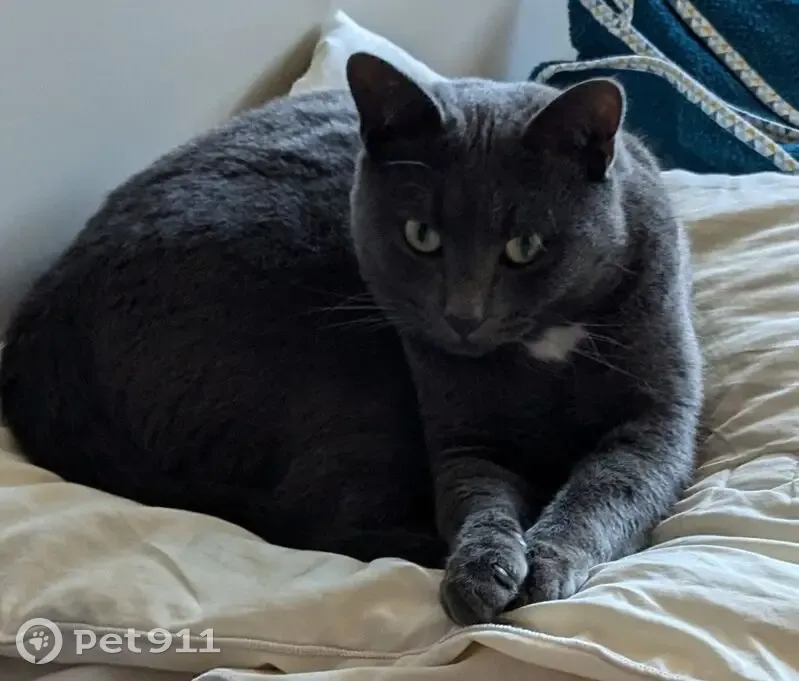 Chat gris perdu à Agneaux, tache blanche - photo