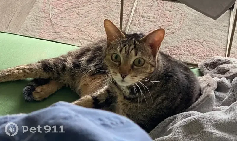 Chatte tigrée peureuse perdue à Paris - photo