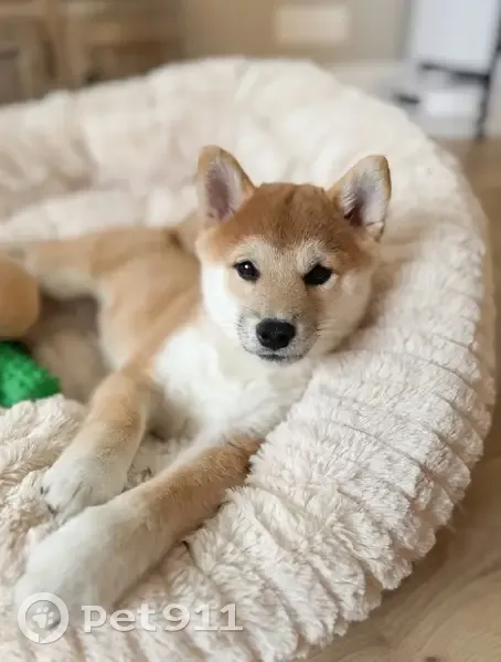 Chiot shiba inu roux disparu à Pontault - photo