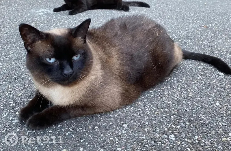 Chat mâle 10 ans perdu à Fegersheim - photo