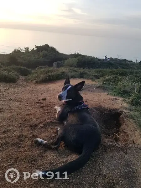 Chienne perdue : Loumy, border collie croisé - photo