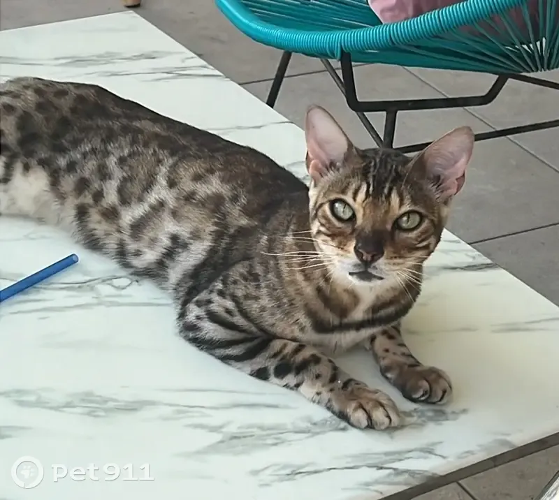 Chat Bengal perdu à Vallauris - photo