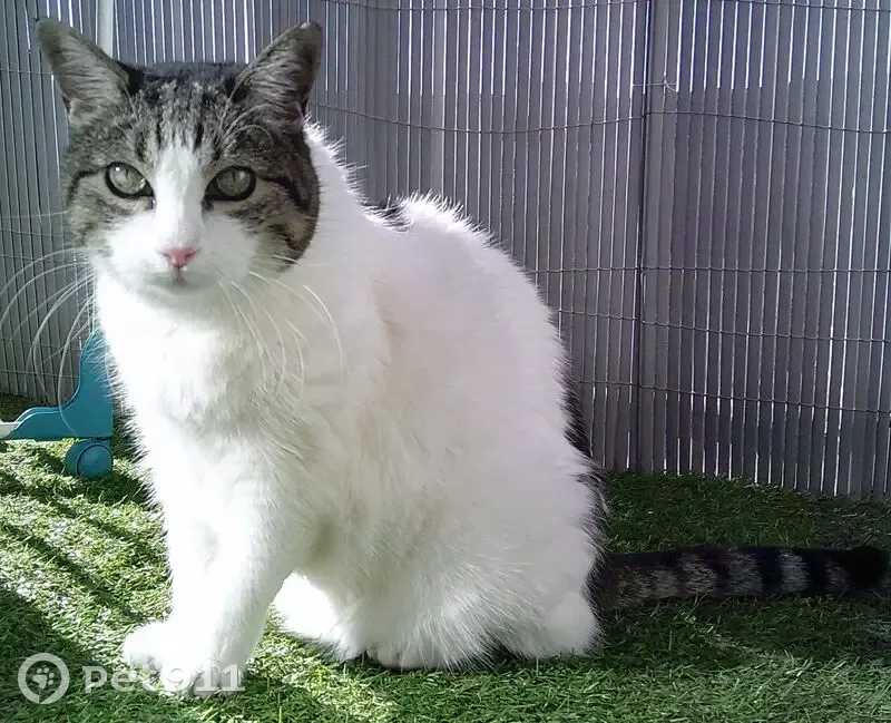 Chatte européenne 15 ans disparue - photo