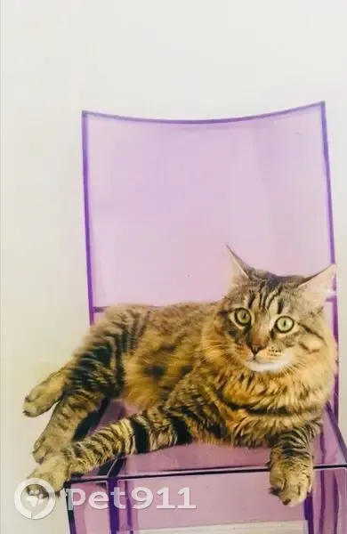 Chat tigré disparu à Paris, rue d'Aubervilliers - photo