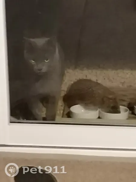 Chartreux stérilisé perdu à Francheleins - photo
