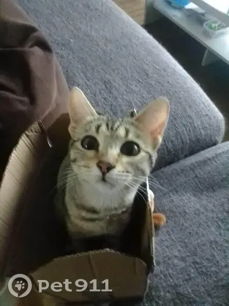 Chat perdu, pucée et craintive à Couëron - photo