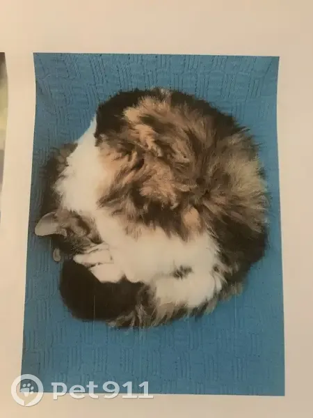 Chat perdu à Loos : aide recherchée - photo