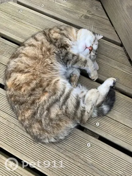 Upette, chatte tigrée perdue à Noizay - photo