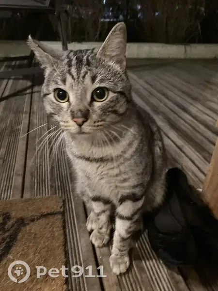 Jeune chat tigré trouvé à Bègles - photo