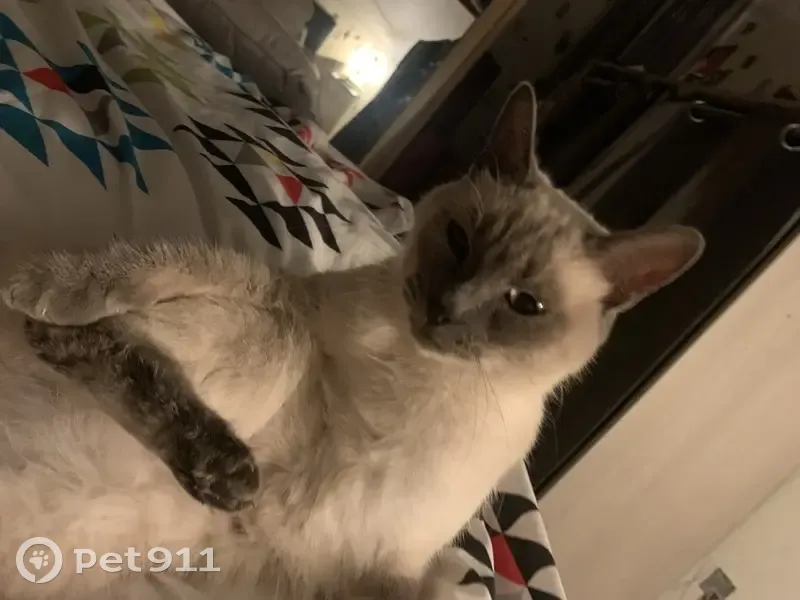 Chatte siamoise 4 ans perdue à Bessan - photo
