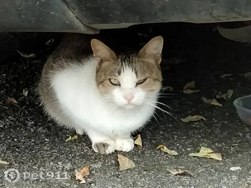 Chat blanc tigré craintif trouvé au Rheu - photo