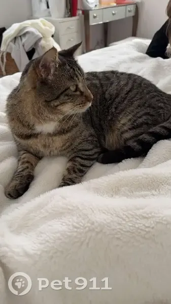 Chat européen tigré disparu à Anglet - photo