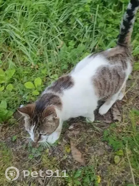 Chatte tigrée disparue avec laisse rose - photo