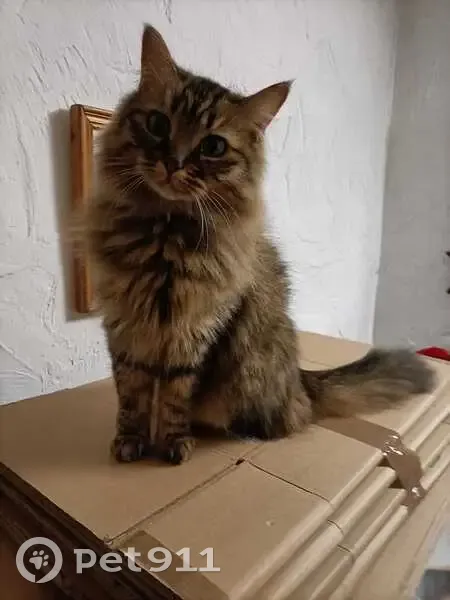 Chatte tigrée perdue à Carros - photo