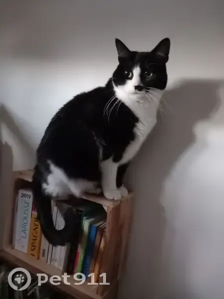 Chatte noire et blanche perdue à Alfortville - photo