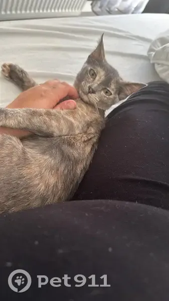 Chatte écaille disparue à Ferney-Voltaire - photo