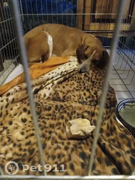 Chien Anglo-français trouvé à Réminiac - photo