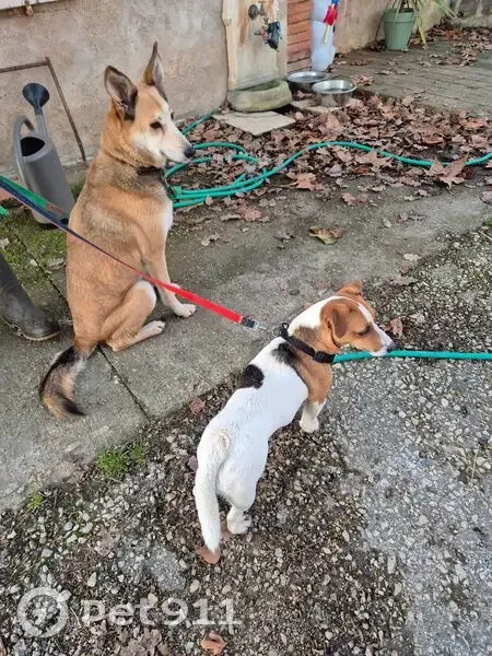 Chiens trouvés : Jack Russel et Berger belge - photo