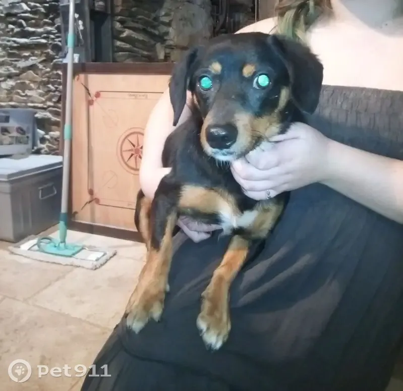 Chien trouvé sociable à Châteaubriant - photo