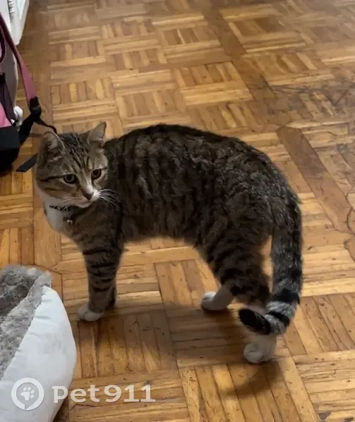 Chat mâle blanc perdu, craintif mais gentil - photo