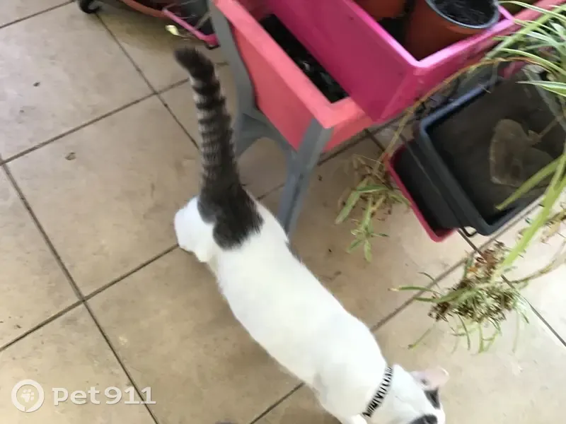 Chat perdu : Fifi, blanc/gris, Galgon - photo